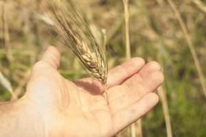 growing heritage wheat in abruzzo